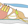 Cochlea Cortiorgan