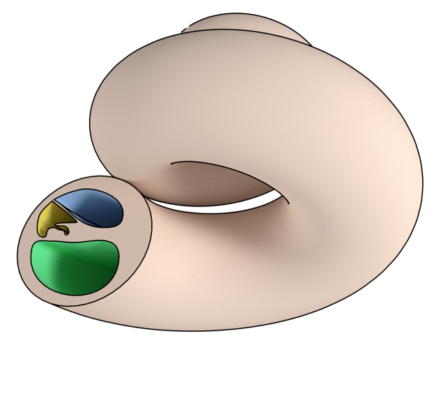 Die Gehörschnecke mit ihren drei Gängen in grob realistischer Form Cochlea01.png