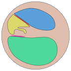 Cochleaschnitt mit Membranen