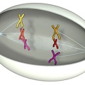 Meiose 04 Metaphase