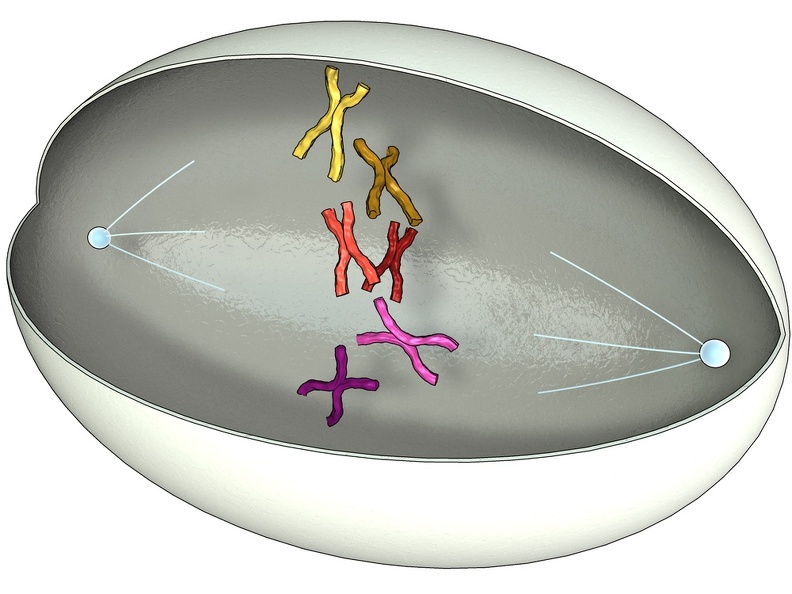 Falls Sie Bild 01 suchen, Sie finden es etwas weiter unten, da es für Mitose und Meiose identisch ist. Meiose2Pro.jpg
