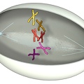 Meiose 02 Prophase