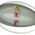 Meiose 03 Metaphase