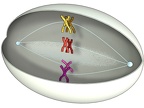 Meiose 03 Metaphase