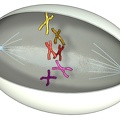 Mitose 02 Prophase