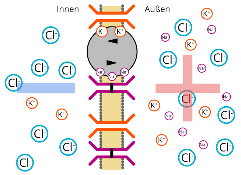 Mit Ionenpumpe zur AUfrechterhaltung des Ruhepotenzials Membran Pumpe.png