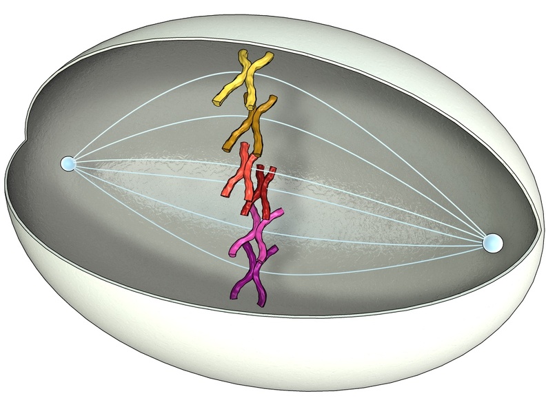 Kontakt zu den Chromosomenhälften Mitose3Meta.jpg