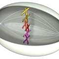Mitose 03 Metaphase