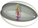 Mitose 03 Metaphase