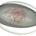 Mitose-Maiose 01 Prophase