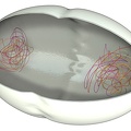 Mitose 06 Telophase