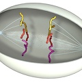 Mitose 04 Anaphase