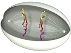 Mitose 04 Anaphase